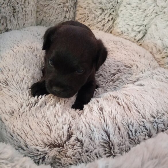 Patterdale Terrier - Both
