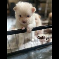 Pomeranian - Both
