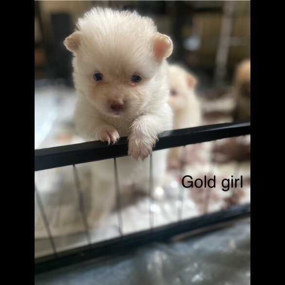 Pomeranian - Both