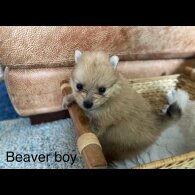 Pomeranian - Both