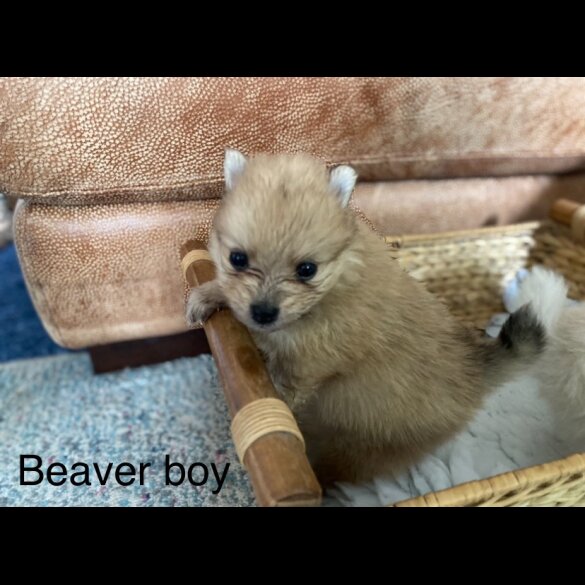 Pomeranian - Both