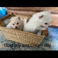Pomeranian - Both
