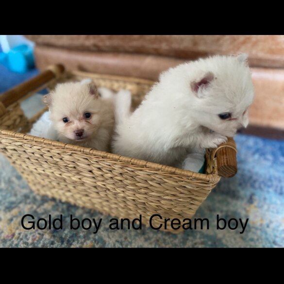 Pomeranian - Both