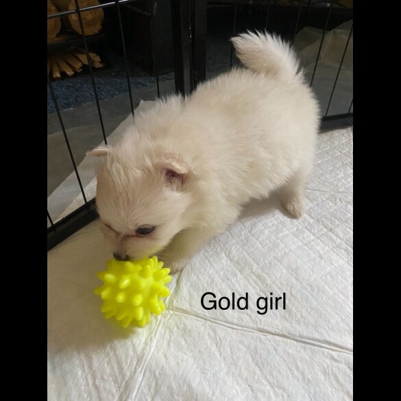 Pomeranian - Both