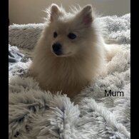 Pomeranian - Both
