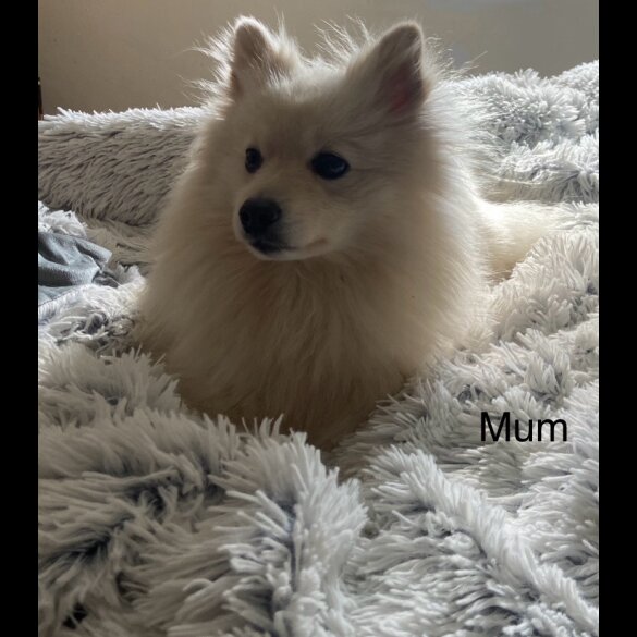 Pomeranian - Both