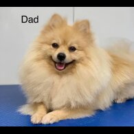 Pomeranian - Both