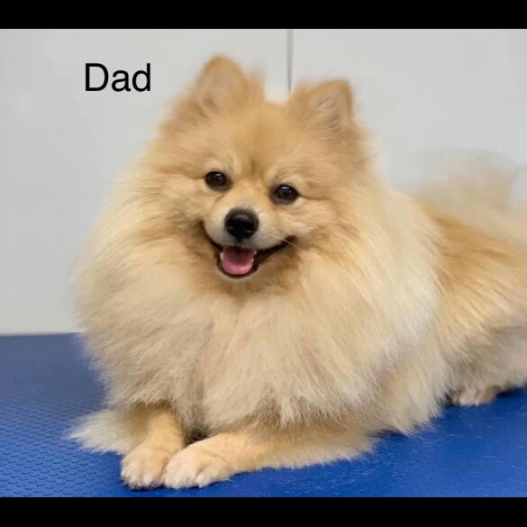Pomeranian - Both