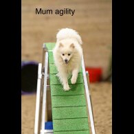 Pomeranian - Both