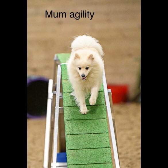 Pomeranian - Both