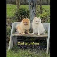 Pomeranian - Both