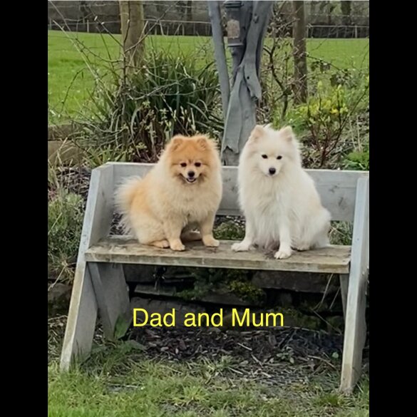 Pomeranian - Both