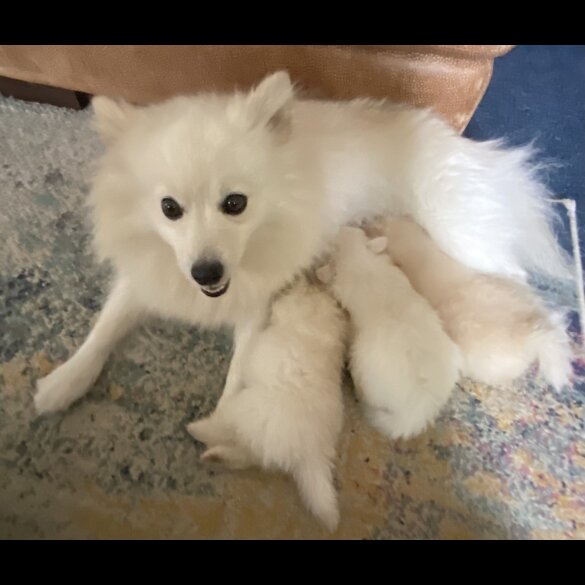 Pomeranian - Both