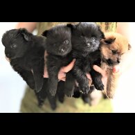 Pomeranian - Both