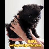 Pomeranian - Both