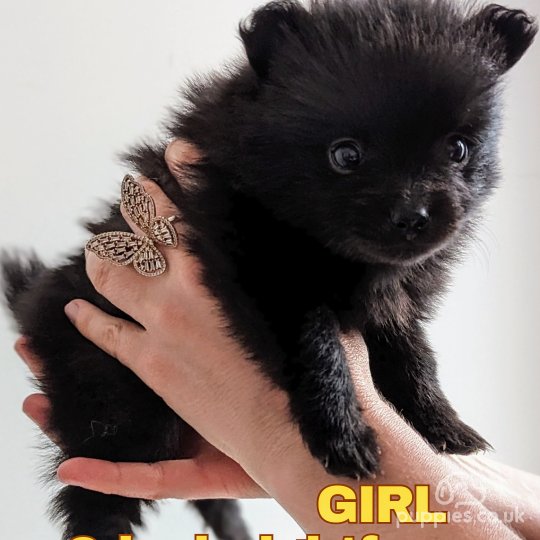 Pomeranian puppies for Sale near me in Leatherhead Surrey Puppies