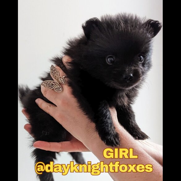 Pomeranian - Both