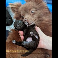 Pomeranian - Both