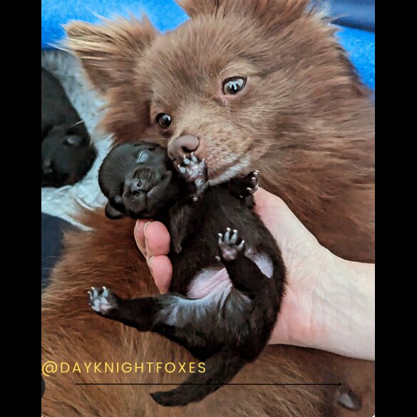 Pomeranian - Both