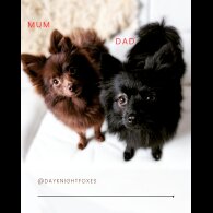 Pomeranian - Both