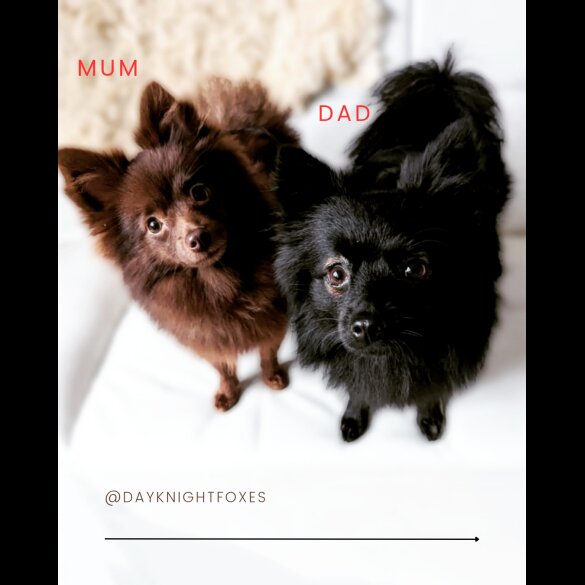 Pomeranian - Both