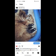 Pomeranian - Both