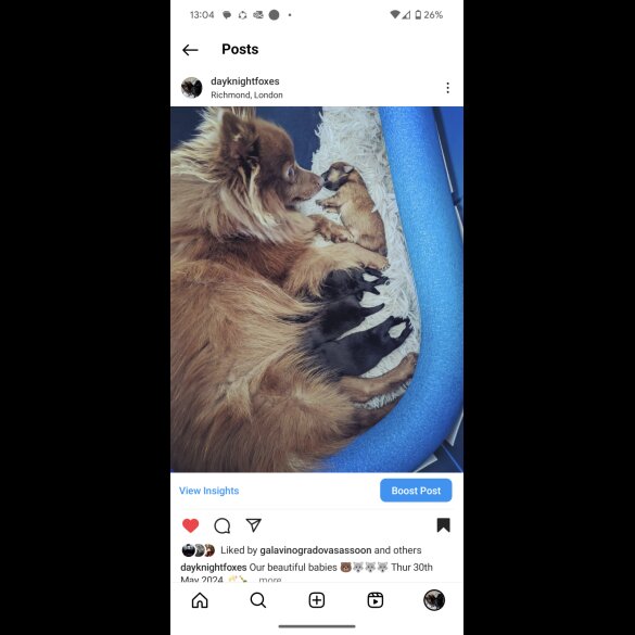Pomeranian - Both