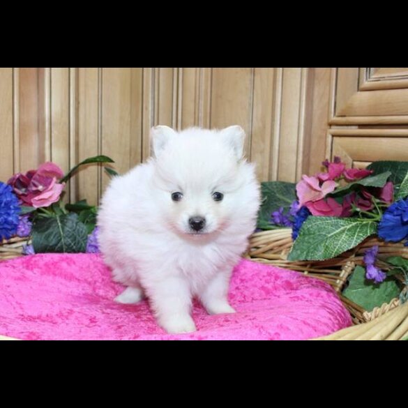 Pomeranian - Both