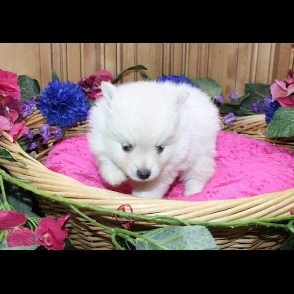 Pomeranian - Both