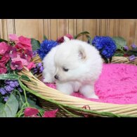 Pomeranian - Both