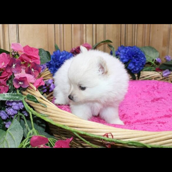 Pomeranian - Both