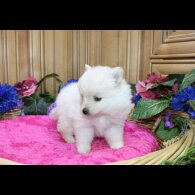 Pomeranian - Both