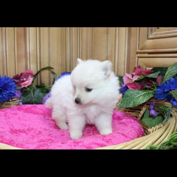 Pomeranian - Both