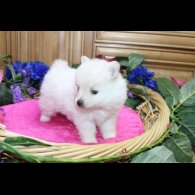 Pomeranian - Both