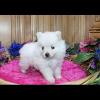 Pomeranian - Both