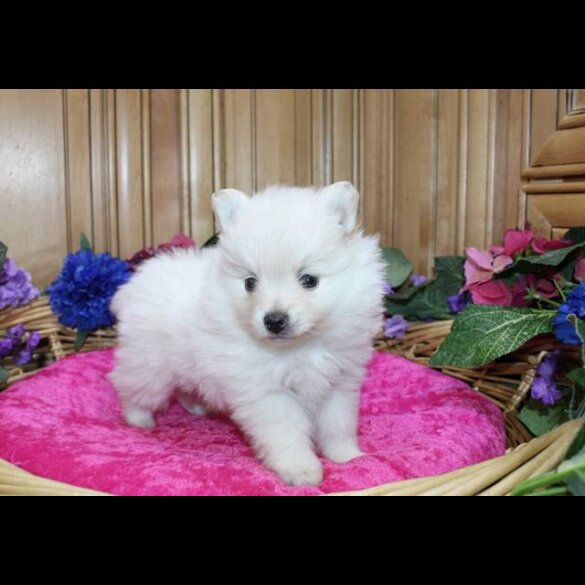 Pomeranian - Both