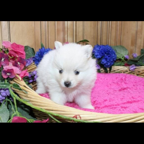 Pomeranian - Both