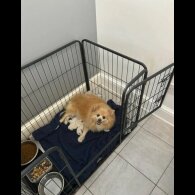Pomeranian - Both