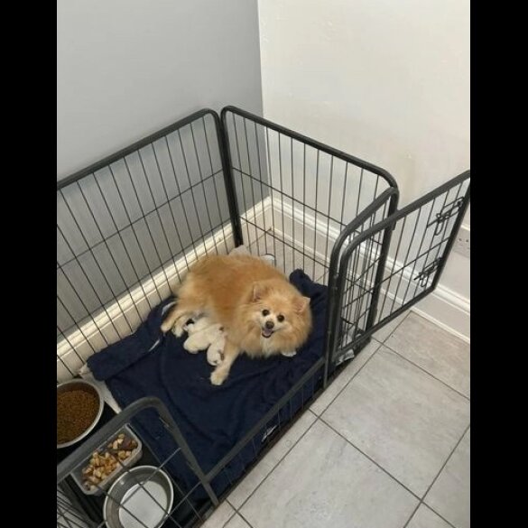Pomeranian - Both