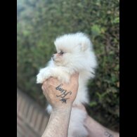 Pomeranian - Dogs