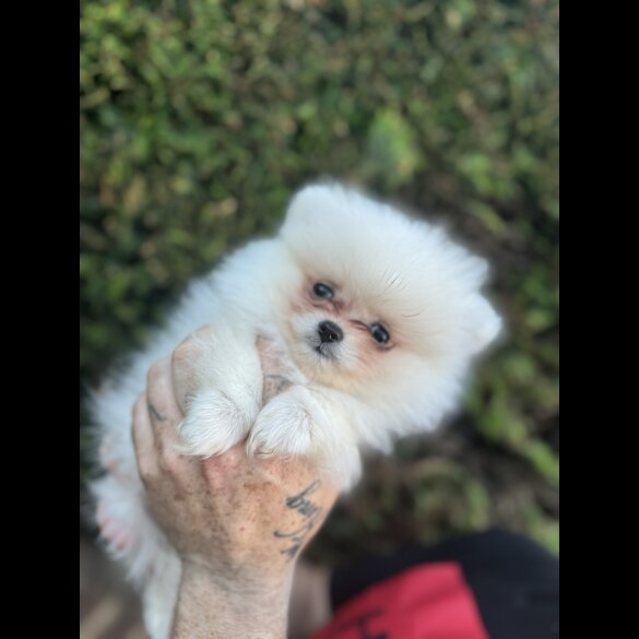 Pomeranian - Dogs