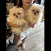 Pomeranian - Dogs