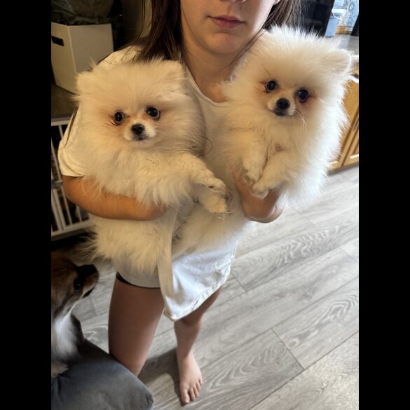 Pomeranian - Dogs