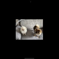 Pomeranian - Dogs
