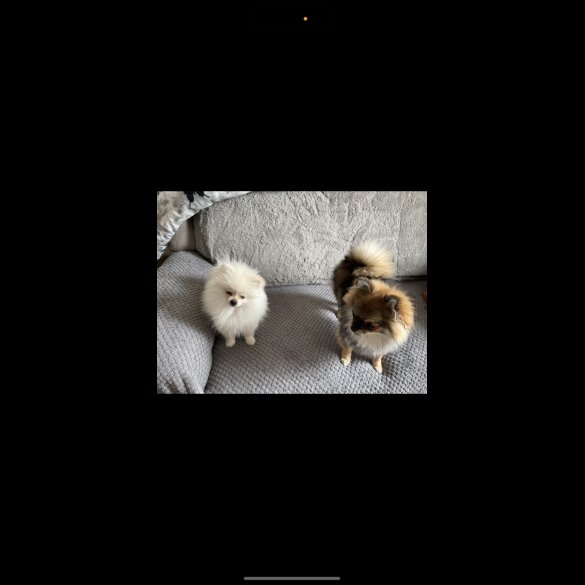 Pomeranian - Dogs