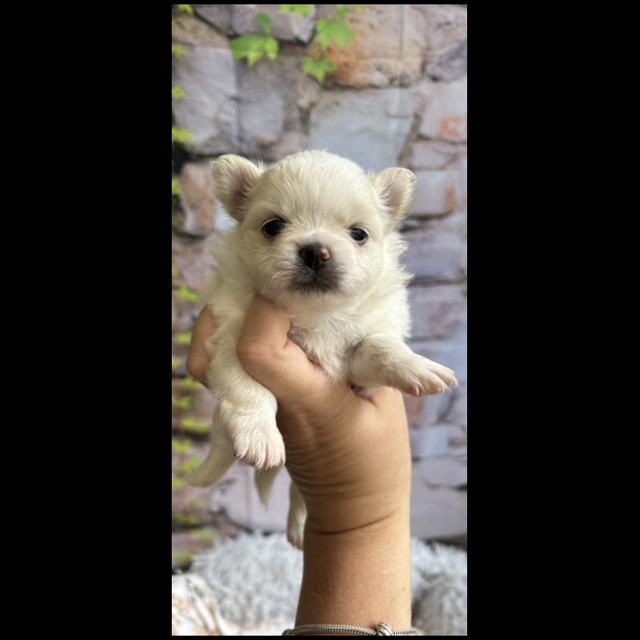 Pomeranian - Both