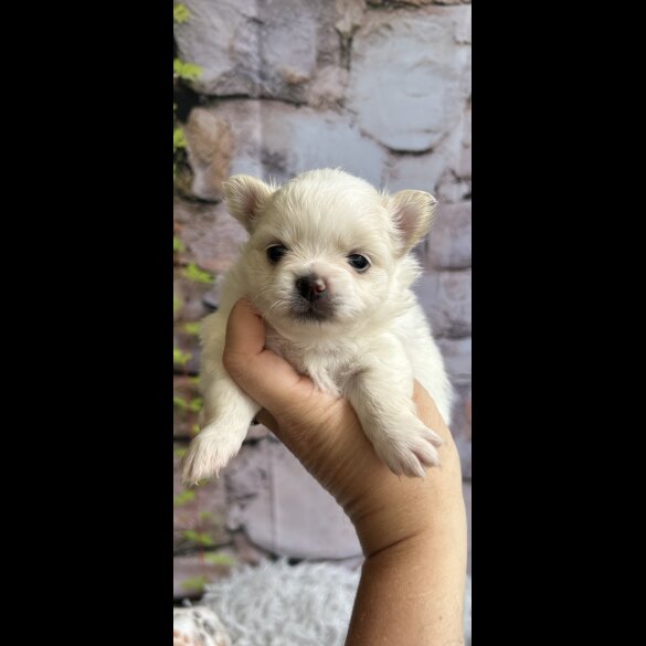 Pomeranian - Both