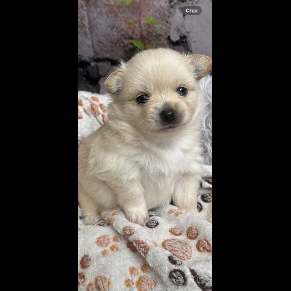Pomeranian - Both