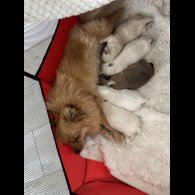 Pomeranian - Both