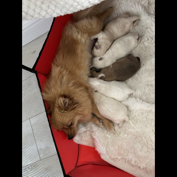 Pomeranian - Both